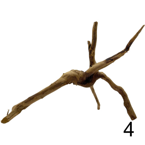 Moorwurzel - Spiderwood 4