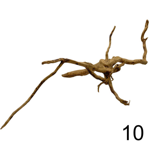 Moorwurzel - Spiderwood 10