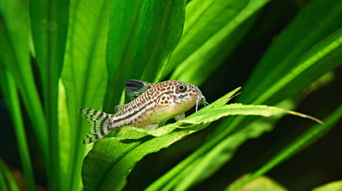 Panzerwels Futter für Panzerwelse im Aquarium