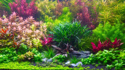 Pflanzenpflege - Produkte zur Pflege von Aquarienpflanzen im Aquarium