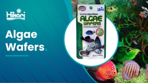 Hikari Algae Wafers