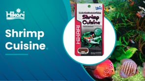 Hikari Shrimp Cuisine