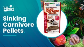 Hikari Sinking Carnivore Pellets