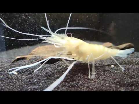 DuplaRin Crusta Snack