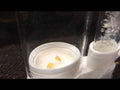 Eggster Inkubator für L-Welse