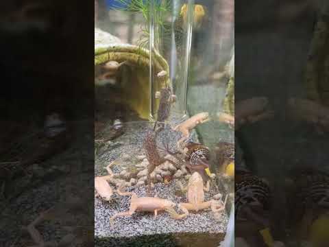 DuplaRin Axolotl Snack