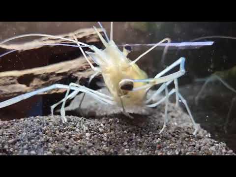 DuplaRin Crusta Snack