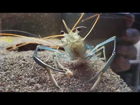 DuplaRin Crusta Snack