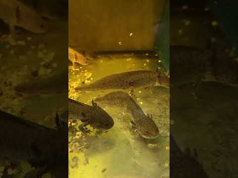 DuplaRin Axolotl Snack