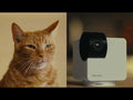 Petcube Haustierkamera 360 Cam