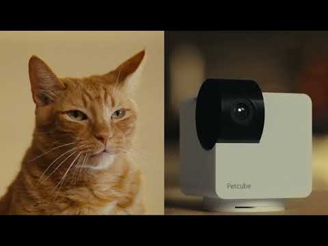Petcube Haustierkamera 360 Cam