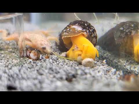 DuplaRin Axolotl Snack