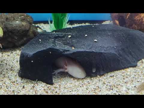 DuplaRin Axolotl Snack