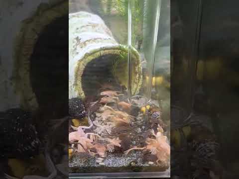 DuplaRin Axolotl Snack