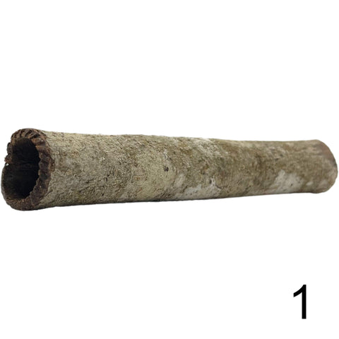 Seemandelbaum Röhre 1