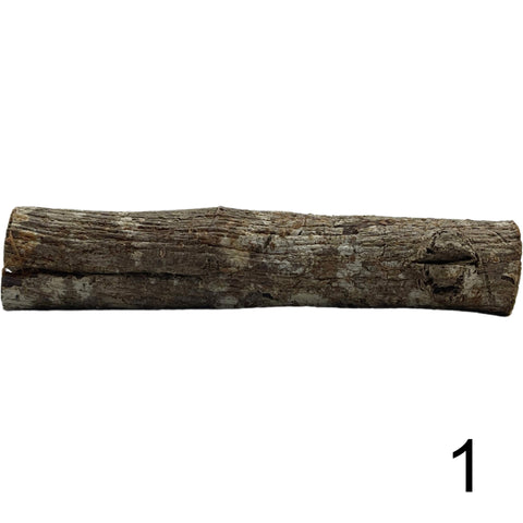 Seemandelbaum Röhre 1