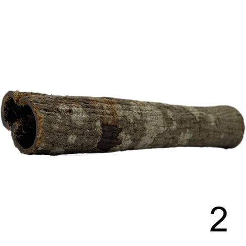 Seemandelbaum Röhre 2