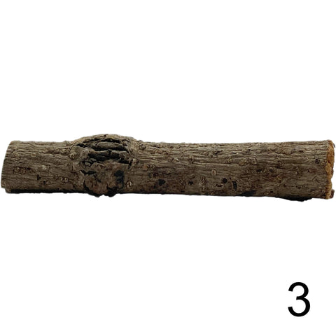 Seemandelbaum Röhre 3