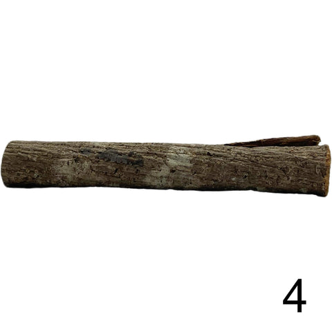 Seemandelbaum Röhre 4