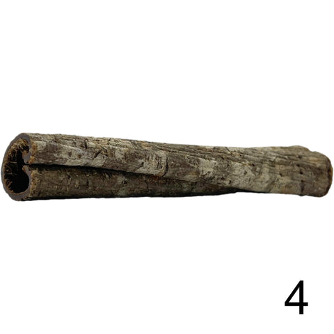 Seemandelbaum Röhre 4