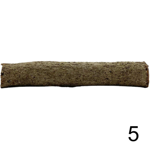 Seemandelbaum Röhre 5