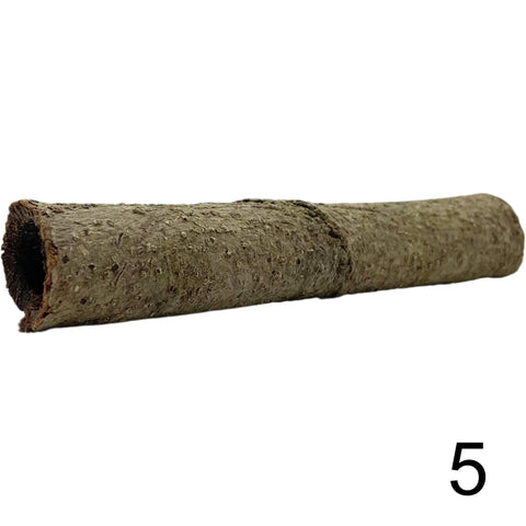 Seemandelbaum Röhre 5