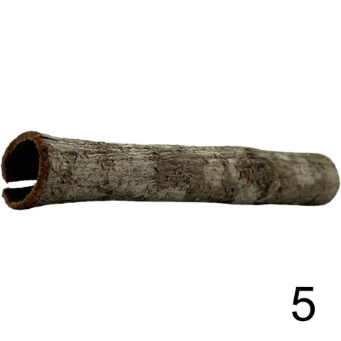 Seemandelbaum Röhre 5