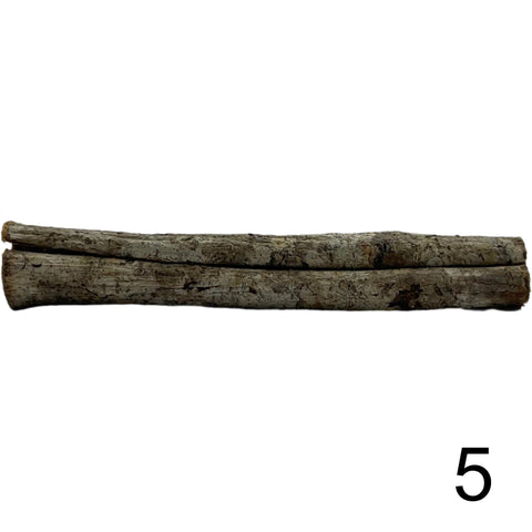 Seemandelbaum Röhre 5