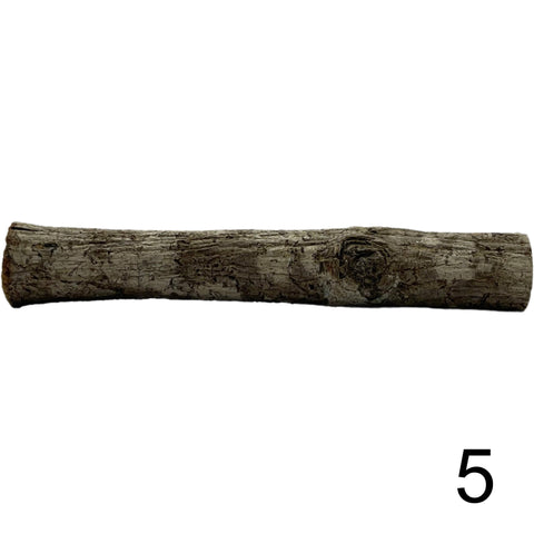 Seemandelbaum Röhre 5