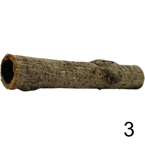 Seemandelbaum Röhre 3