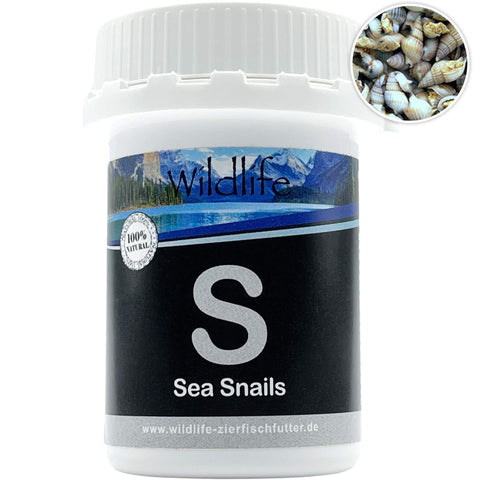 Wildlife Sea Snails Futterschnecken