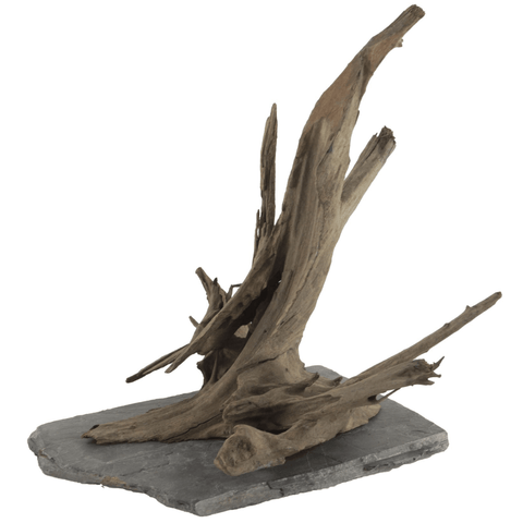 Wurzel auf Schieferplatte 15-25 cm