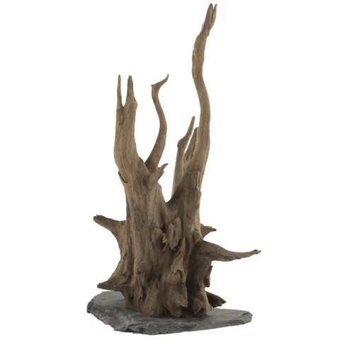 Wurzel auf Schieferplatte 30-35 cm